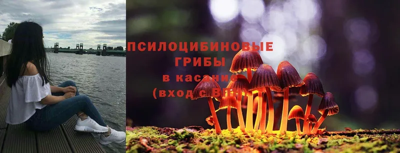 Псилоцибиновые грибы Psilocybe  гидра маркетплейс  Карабаш 